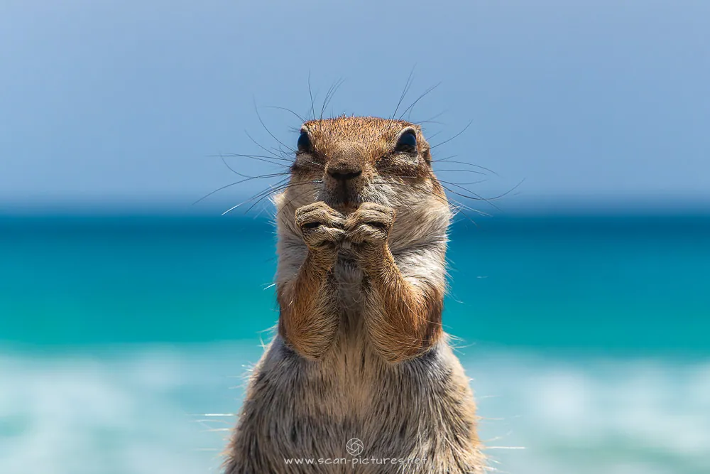 Erdhörnchen vor türkisem Meer